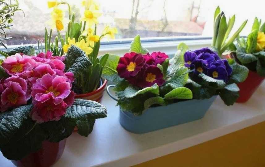 Всего за 13 минут, мы расхватали эти 4 копеечные подкормки для комнатных цветов. Домашние растения здоровы, ярко и долго цветут...