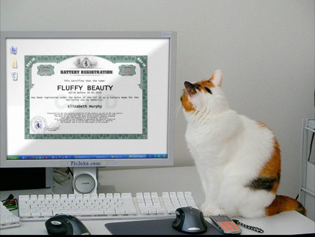 Международная Фелинологическая ассоциация CAT ID - оформление документов для вашей кошки: родословные, метрики, регистрация питомника.  Пишите, ватс апп: +79932619580