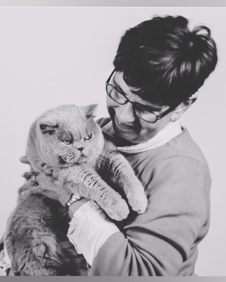 Британская порода кошек