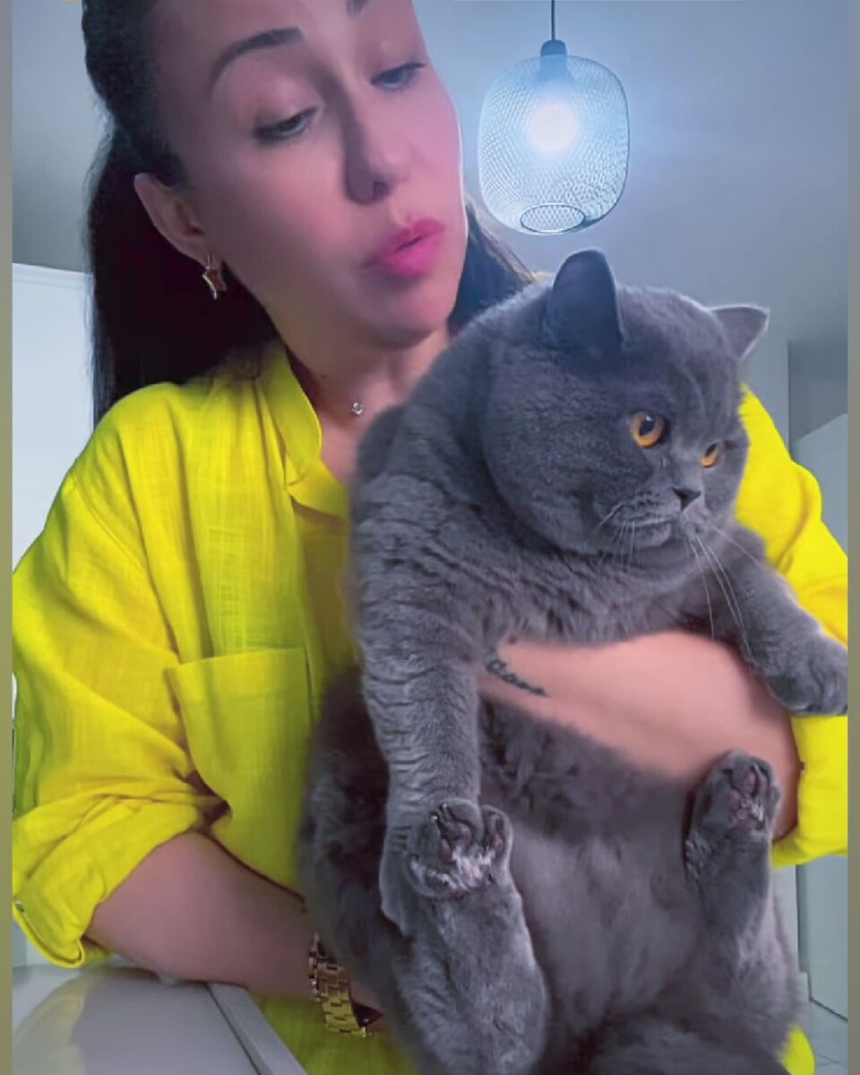 Британец кот и его хозяйка