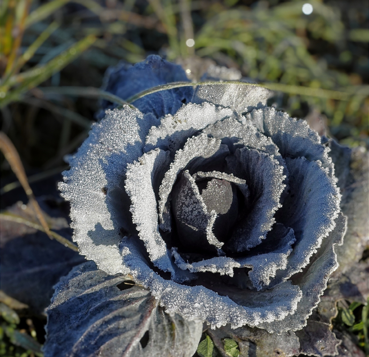 Краснокочанная капуста в начале ноября.