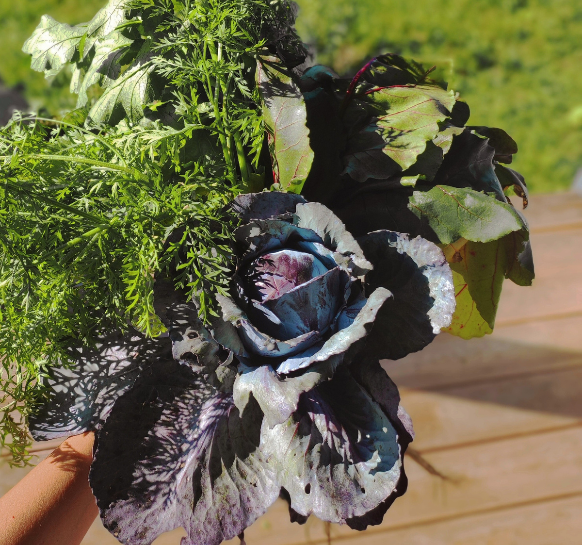 Первый урожай в моем саду в августе.