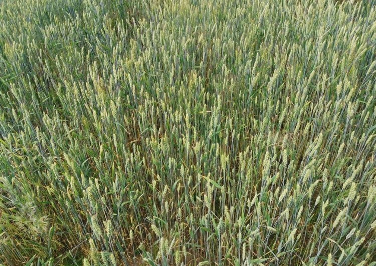    Севооборот - важный инструмент управления фитосанитарным состоянием посевов и почвы