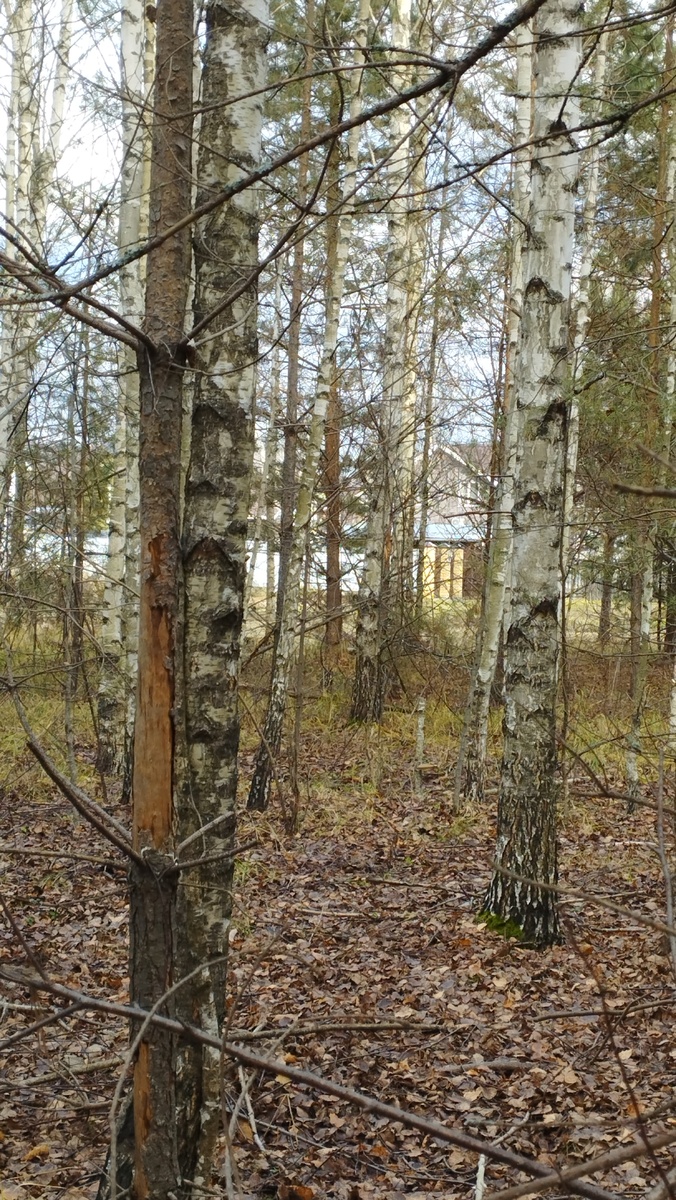 Лес около дома