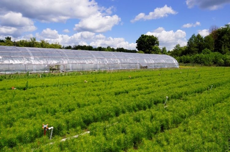    Сосновая теплица появилась в Тамбовской области