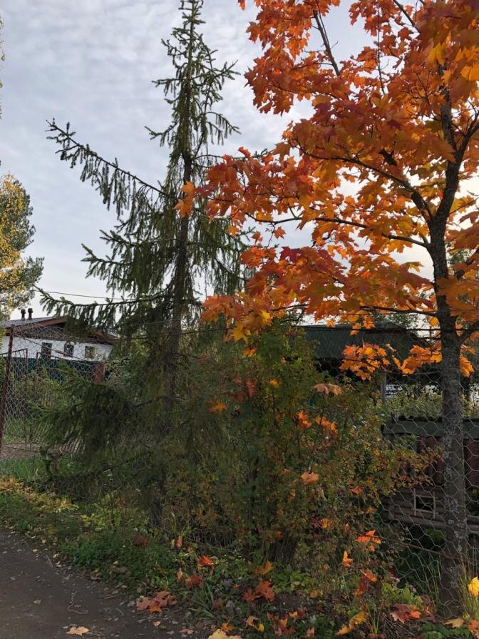 И снижаются изящно тонкие ладьи.