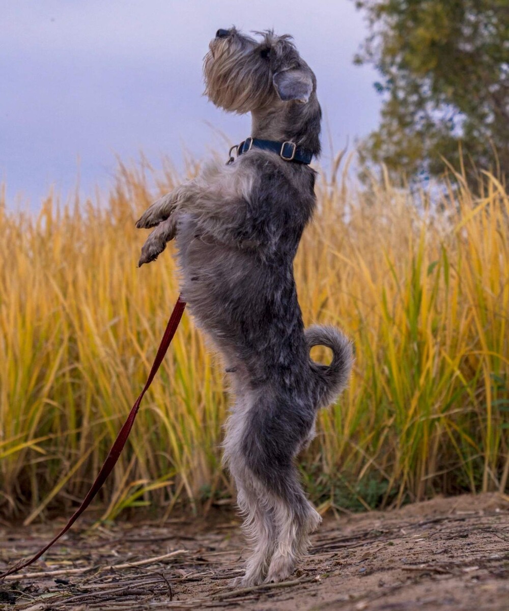 Санта-циркачка-поскакушка