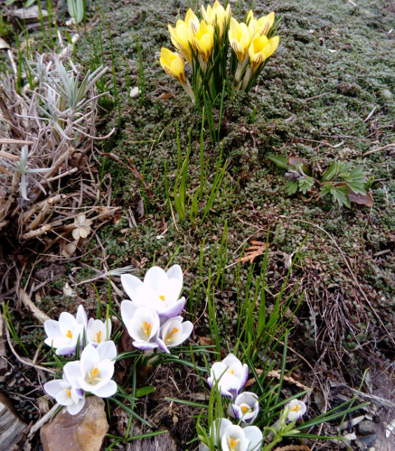 ботанические