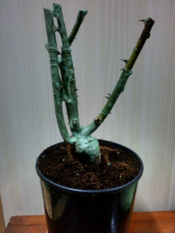 Привитая роза, фото автора