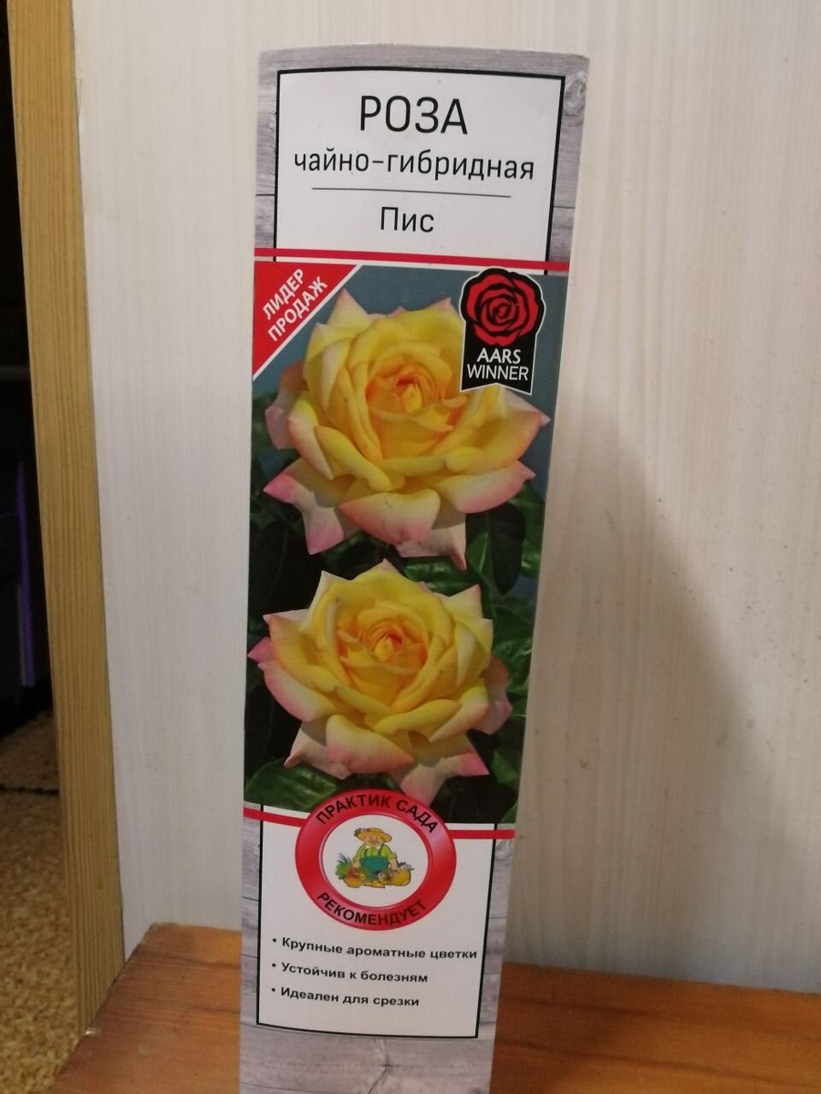 Саженец розы в фирменной упаковке, фото автора
