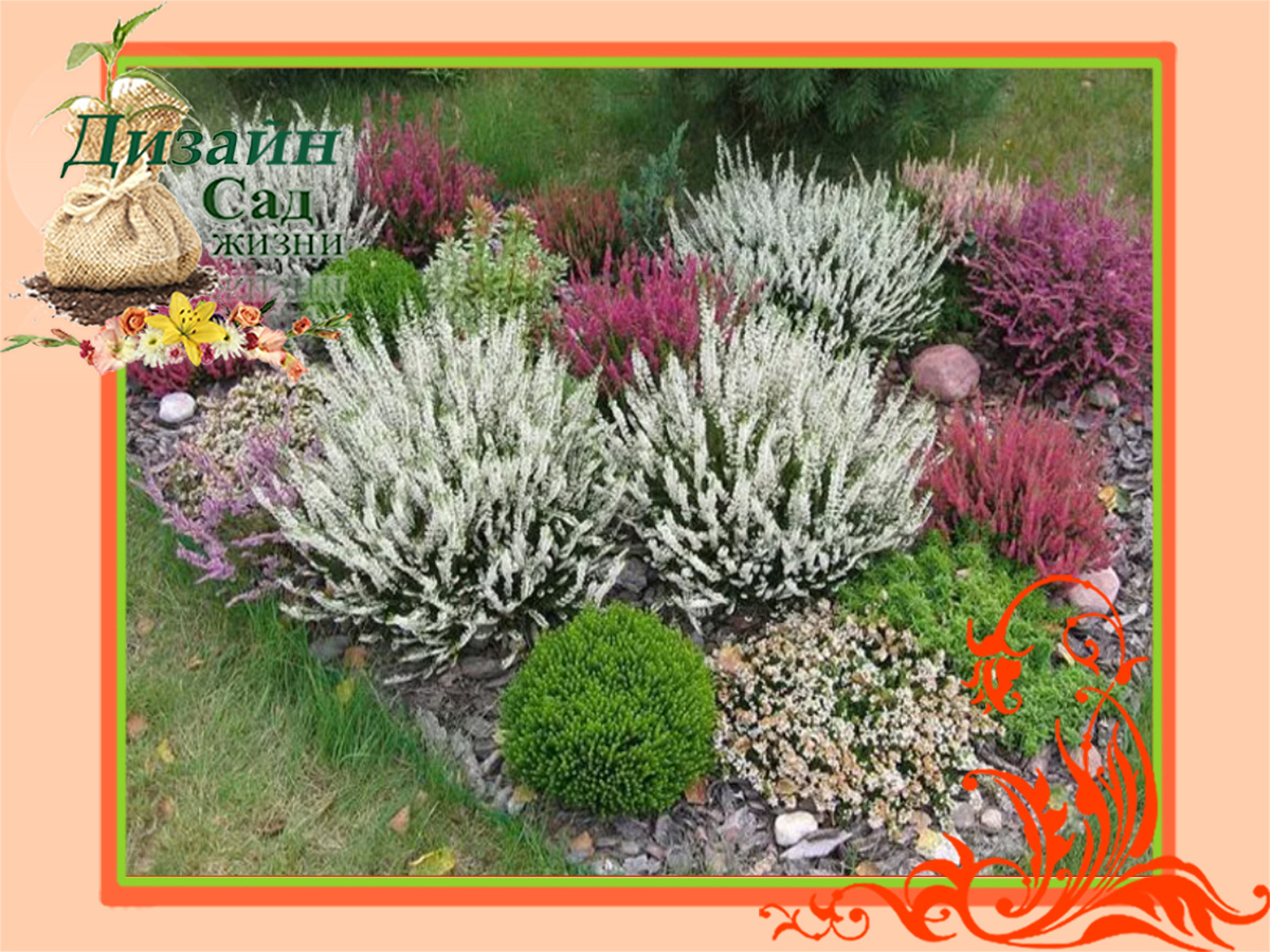 Кустарники, цветущие в августе-сентябре