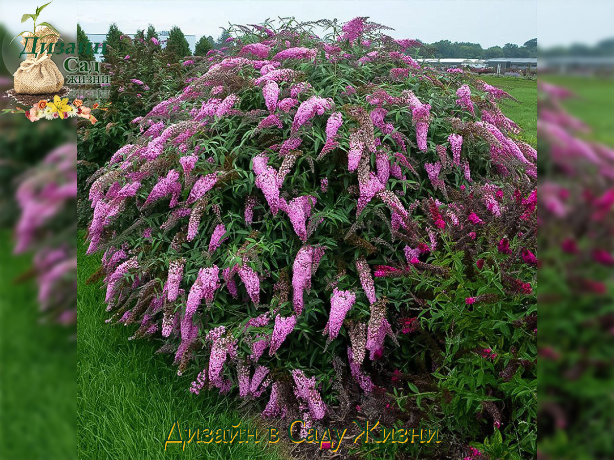 Будлея Давида