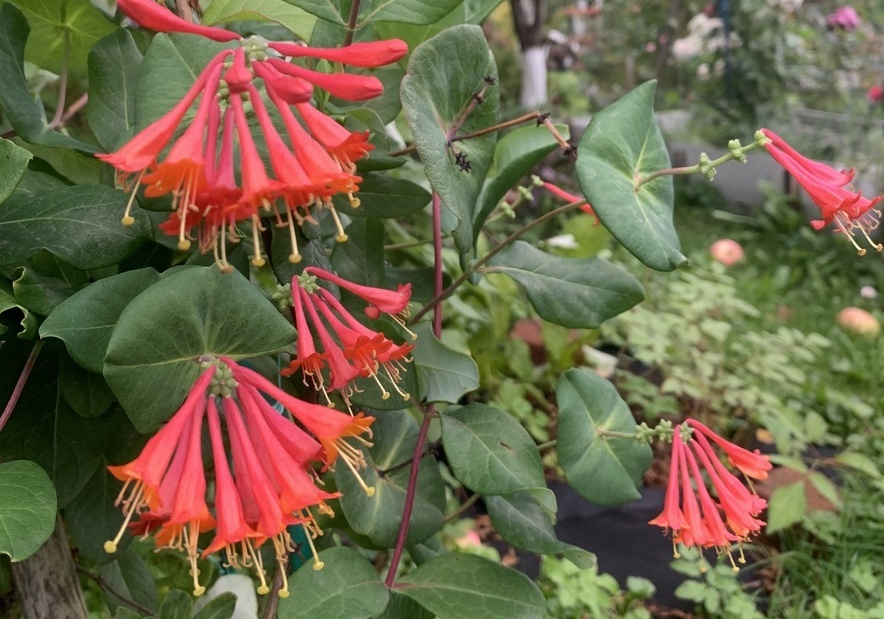 Жимолость Брауна, фото моего подписчика Влада Кузнецова