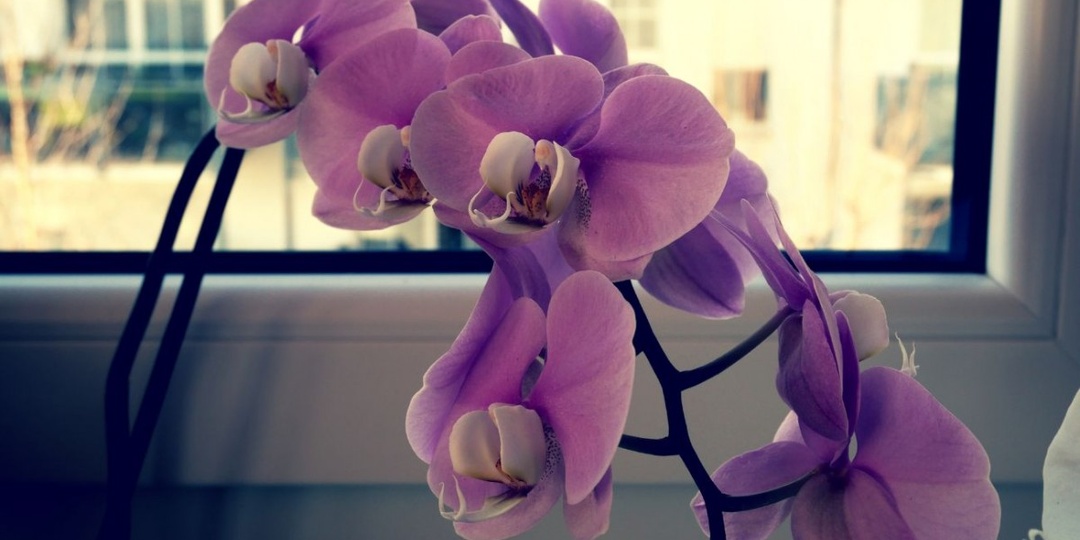 Домашнее удобрение для укрепления и цветения орхидей. Как ухаживать за орхидеями, когда они перестают цвести