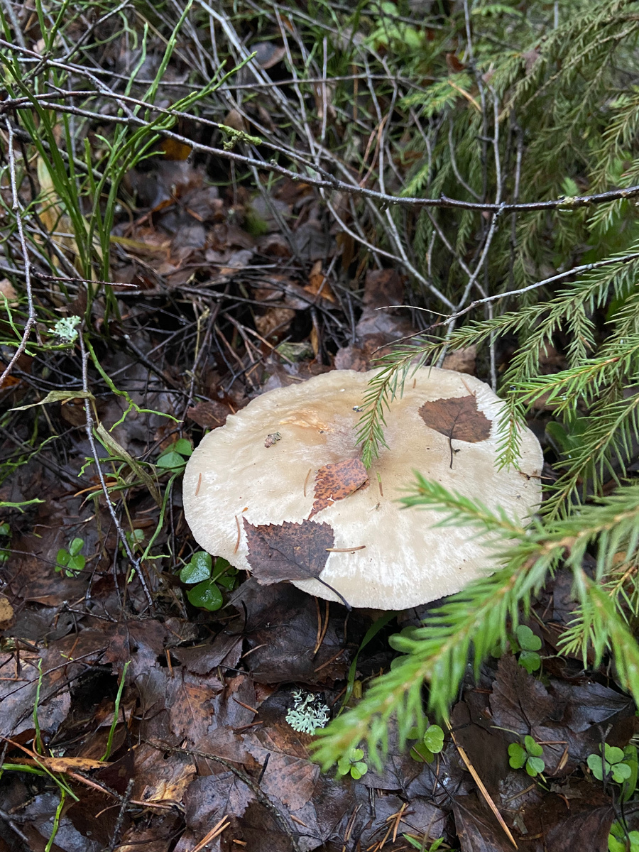 Говорушка дымчатая