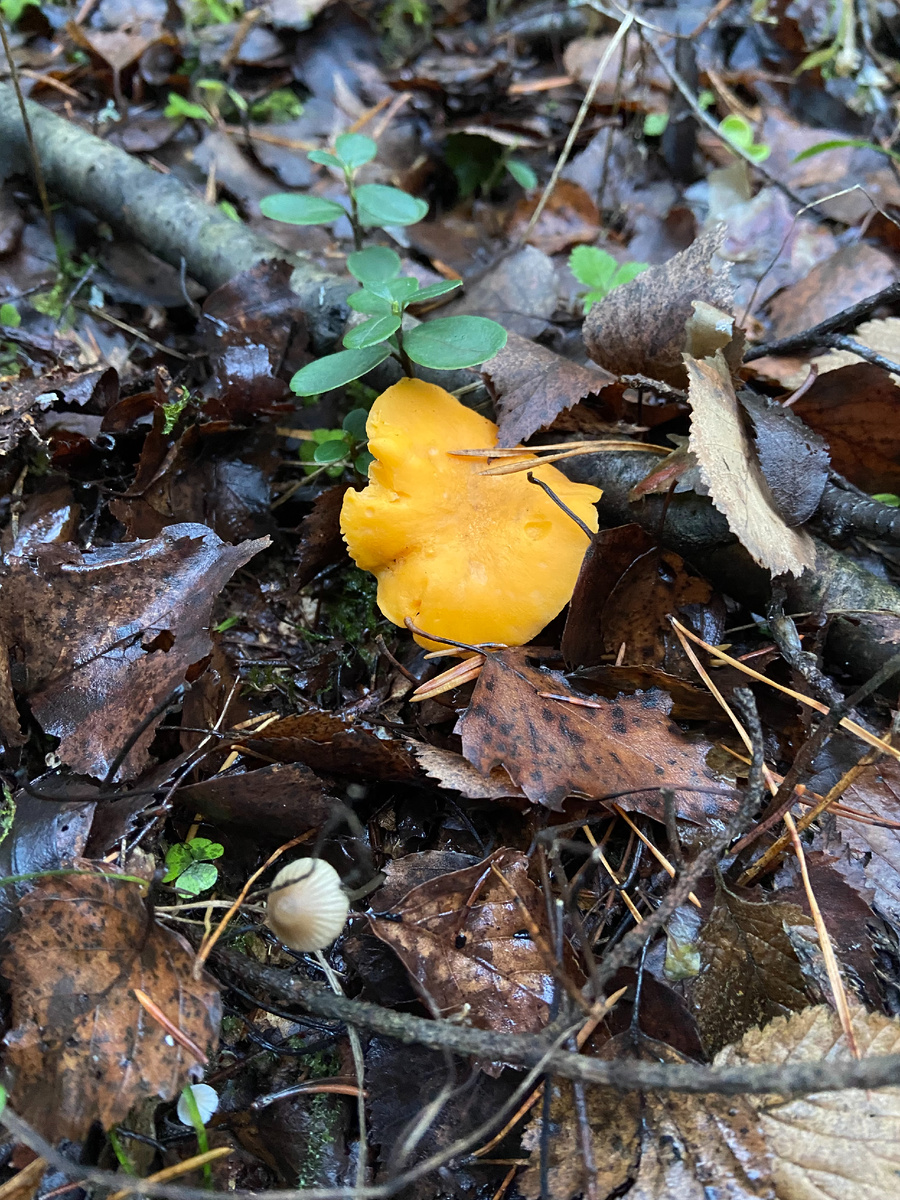 Лисички в предствлении не нуждаются