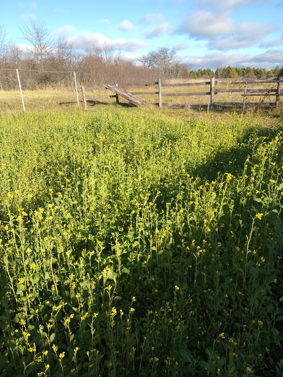 Горчица цветет и мороз не мороз