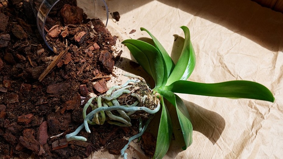 ShutterStock/Fotodom.ru