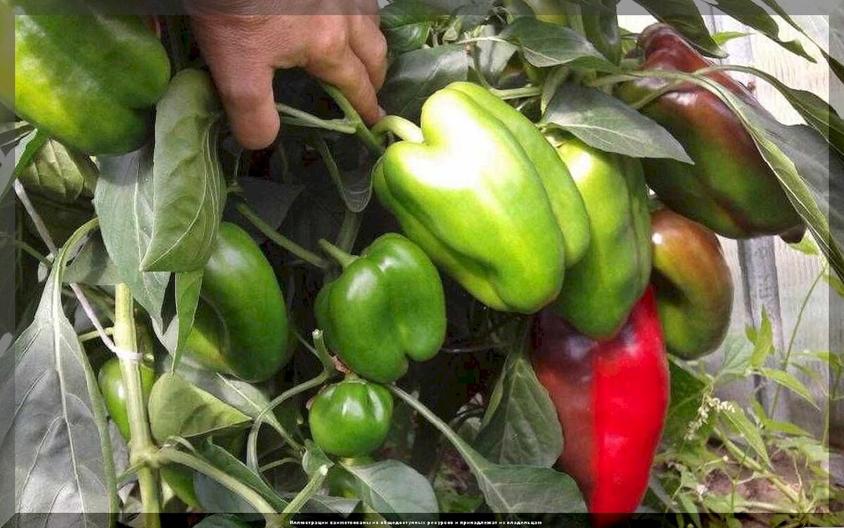 Сорта перцев клаудио. Сорт перца клаудио. Сорт перца клаудио. Партнер перец клаудио f1. Перец клаудио f1.