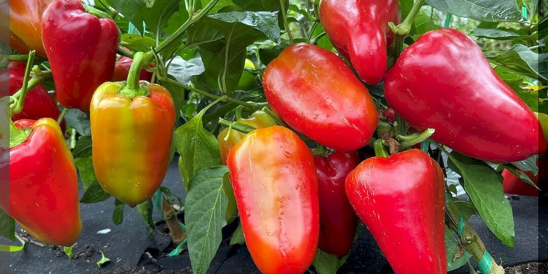 20 перцев чемпионов для нового сезона: очень вкусные и урожайные сорта-гибриды сладких перцев