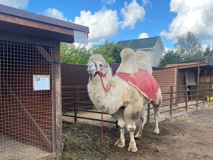     В Гатчинском районе приостановили деятельность частного зоопарка. Фото: телеграм-канал прокуратуры Ленобласти.