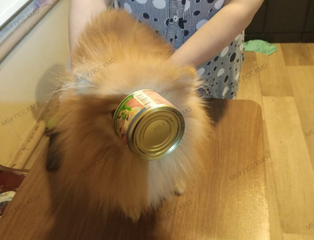    Фото: Поисково - спасательная служба КМО(16+) / вк Полина Анкушина