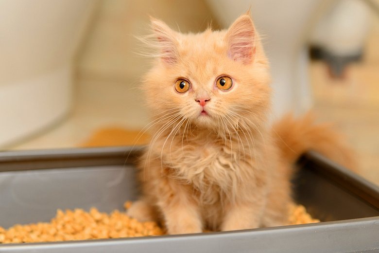 источник фото: https://resizer.mail.ru/p/a8b42dad-60a0-53df-b86b-06a8c4b36fe2/AQAFdqidgqm1T3P15J03fCBvqJC2VsdK4HYacrbGEhYvcVSVI07VeDfRy_1K7A6Y2KGFU4PelYFvlXTYeoOsyjfosgU.jpg