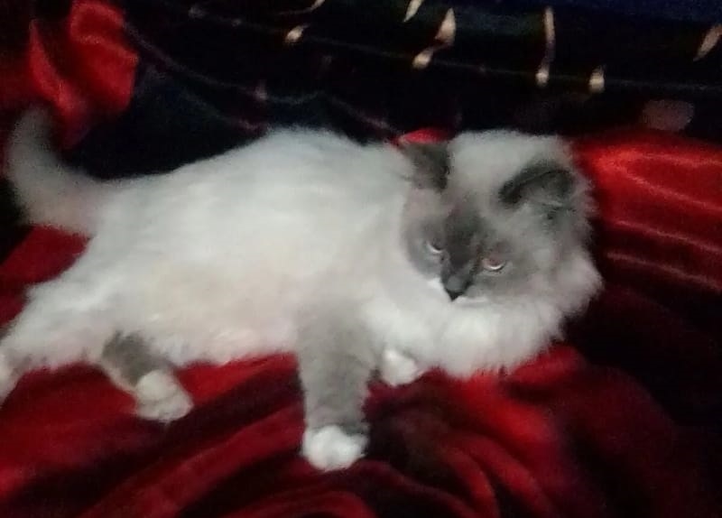 Кот-герой Жора