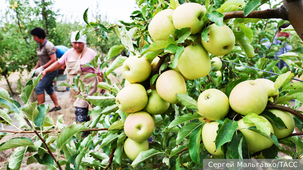     Фото: Сергей Мальгавко/ТАСС   
 Текст: Алексей Дегтярев