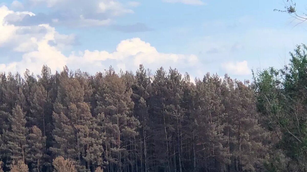     Источник: СУ СКР по Волгоградской области