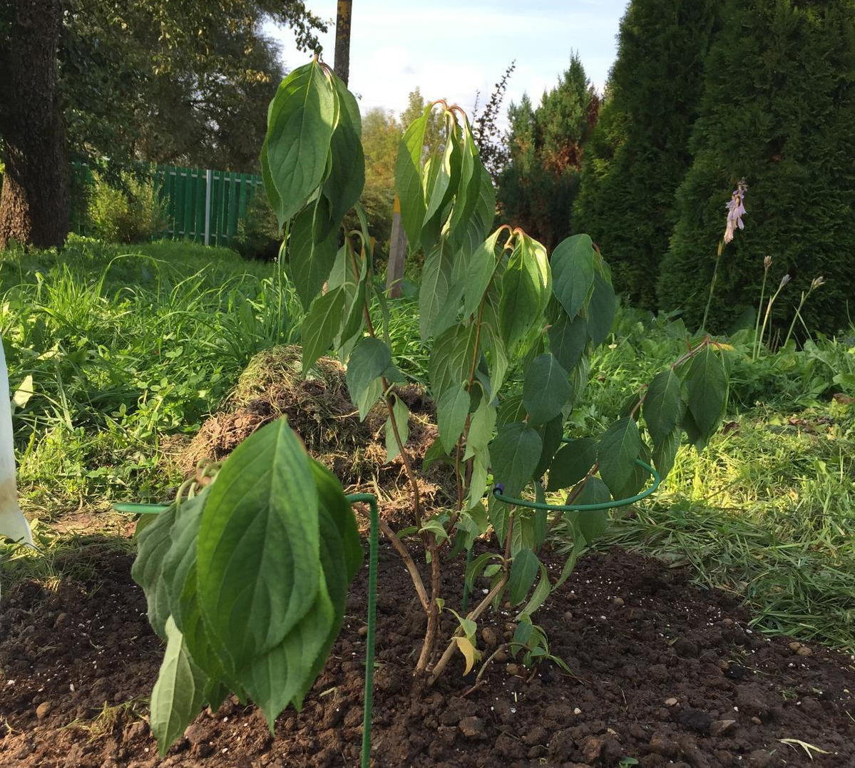    Гортензия метельчатая 'Строберри Блоссом' на следующий день после посадки. Фото Ольги (osakh)