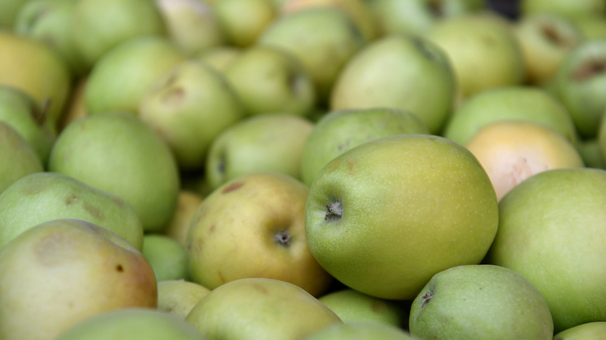    Фото: © РИА Новости/Константин Михальчевский; 5-tv.ru