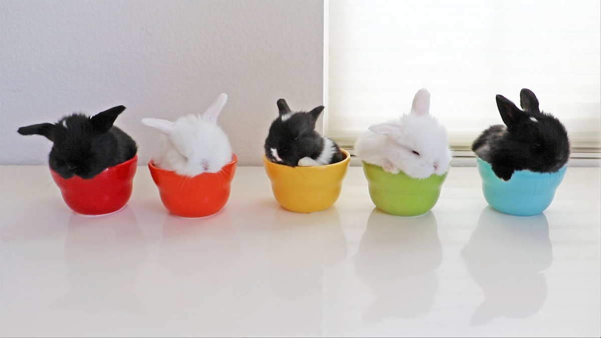 А ты сам сможешь найти вкусняшку в стаканчике?