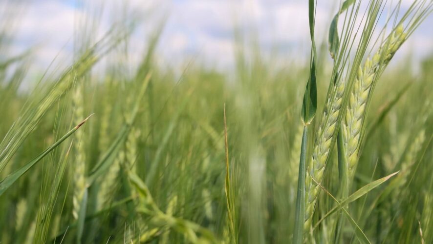    Фото: KazanFirst