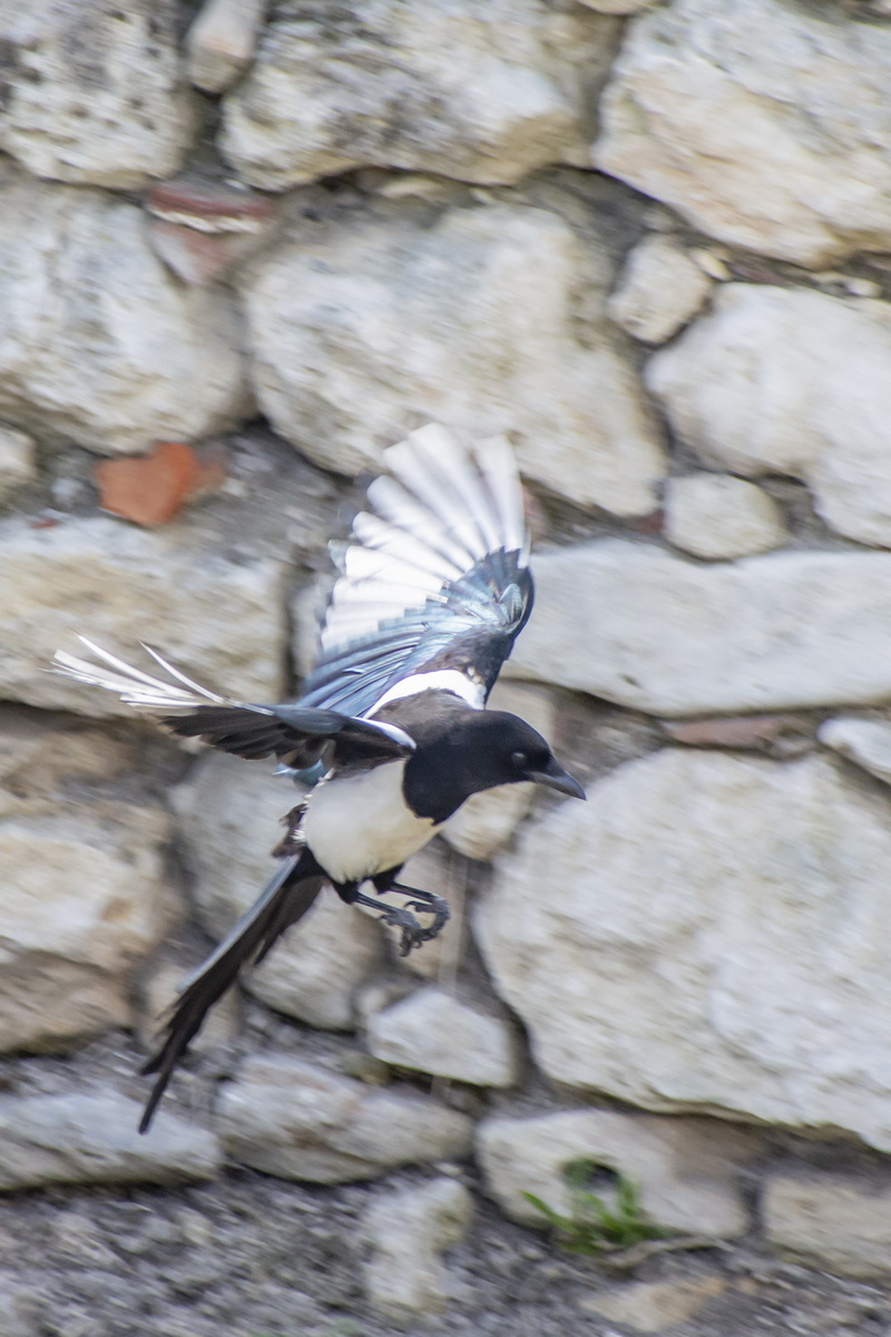 Попробуй, догони! Фото Сергея Малышева.
