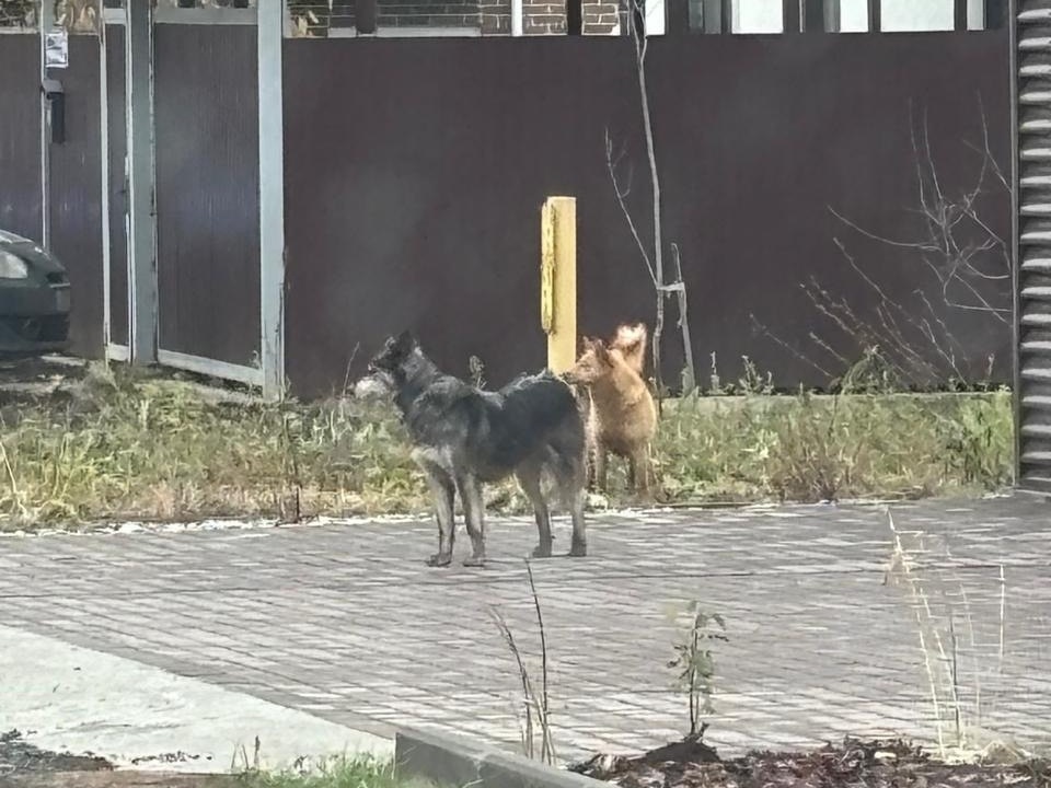 Местные жители уверяют, что возле промбазы отловили не всех собак, возможно причастных к нападению на Жанну. Фото: предоставлены местными жителями