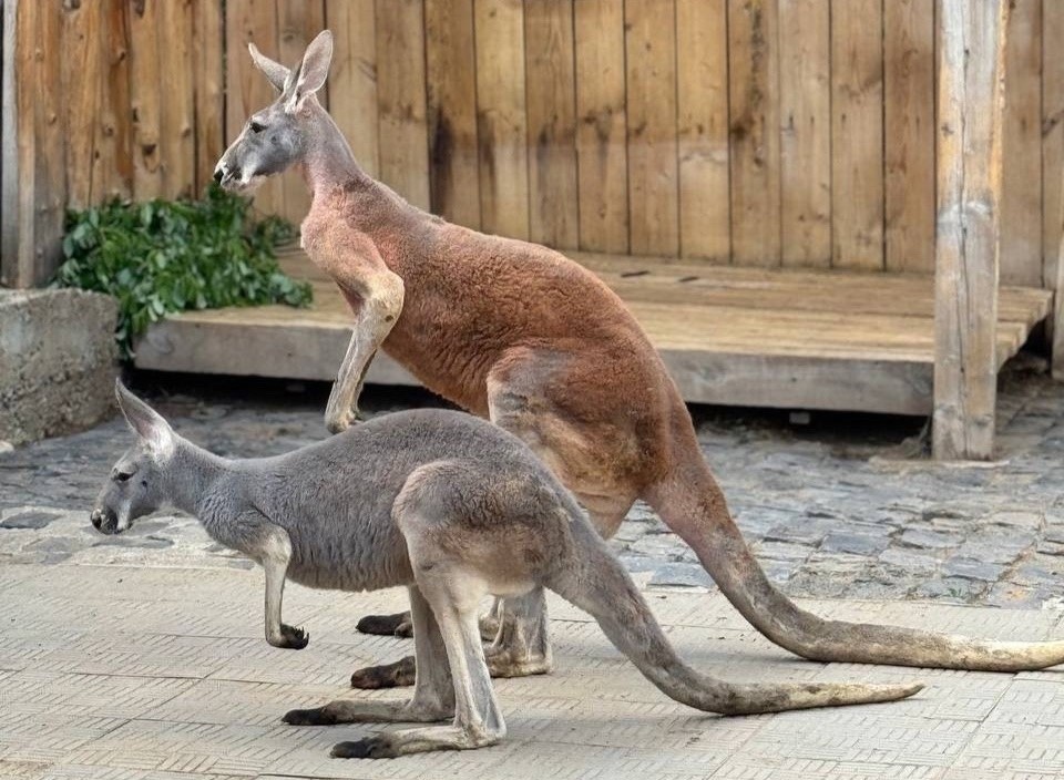    © vk.com/permskiyzoopark