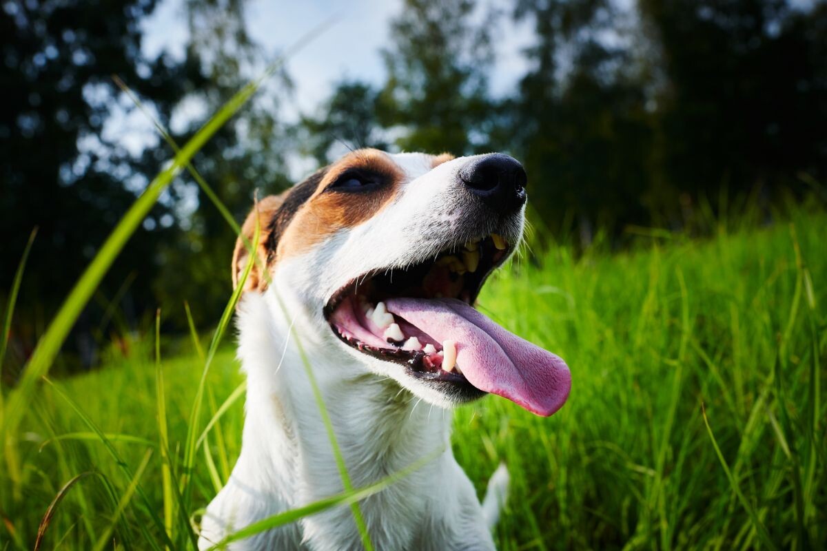 Частота дыхания у собак