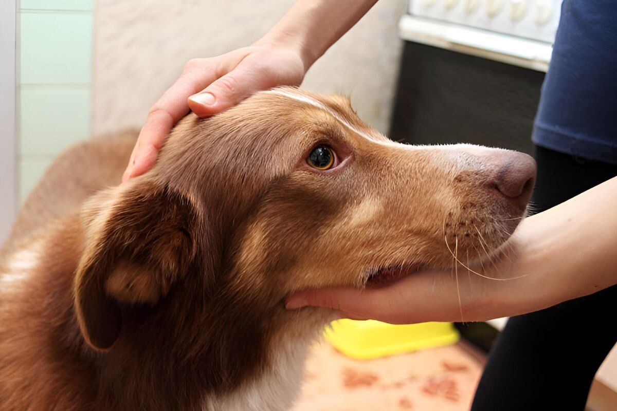 Как поддерживать норму частоты дыхания у собак