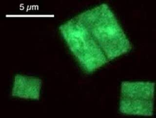 Микробиологическая «печенька» - Архея Haloquadratum walsbyi