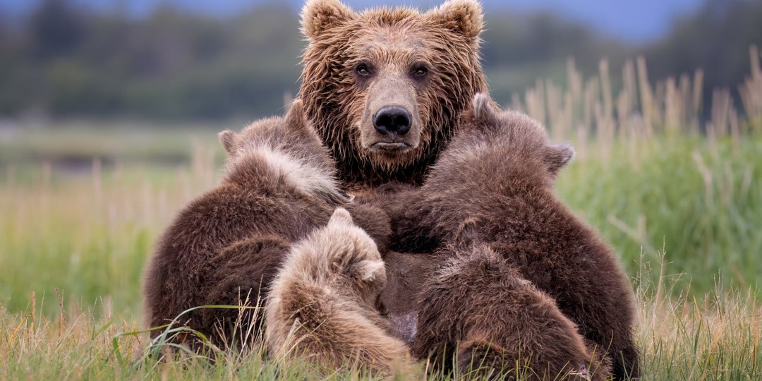 Лучшие фото природы 2024 года