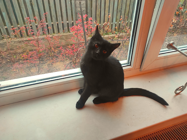 Я уронил карниз, а чего добился ты?