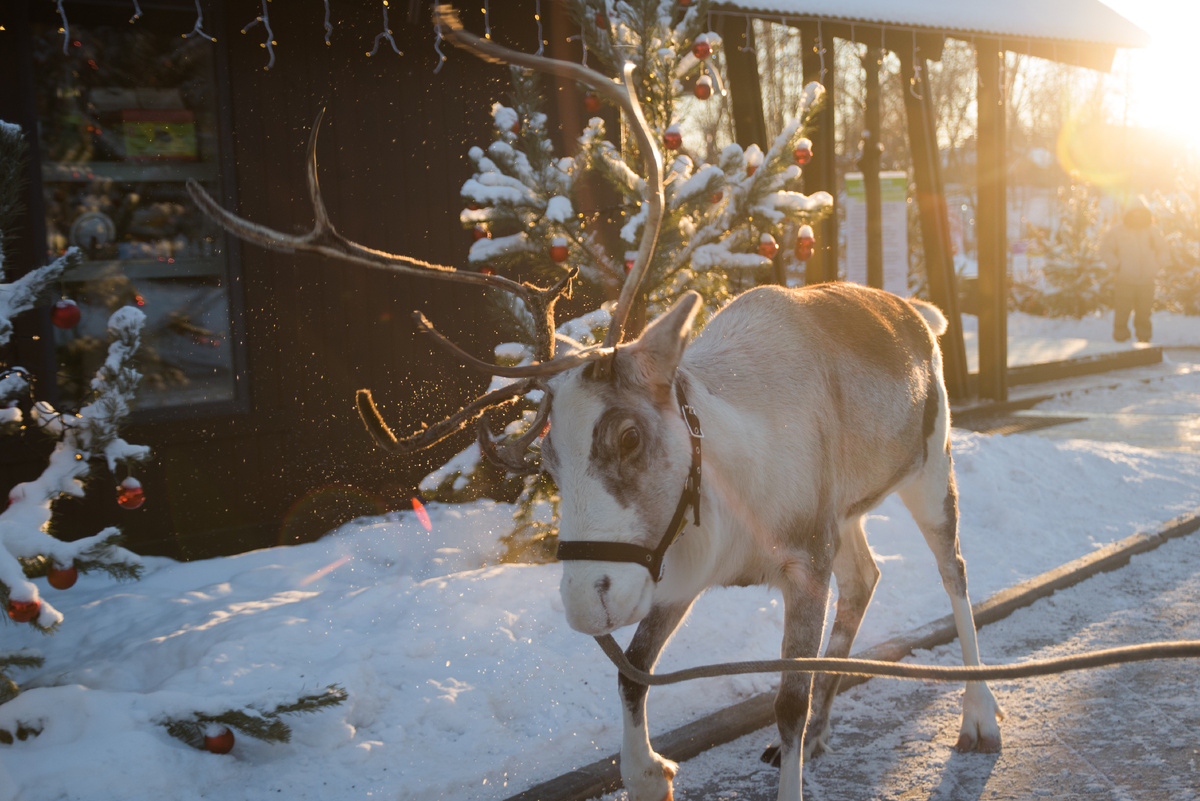 Лесной северный олень Сказка