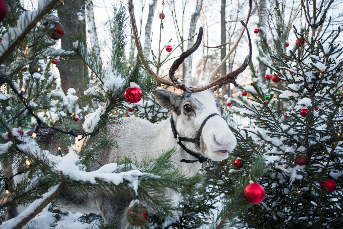 Лесной северный олень Сказка