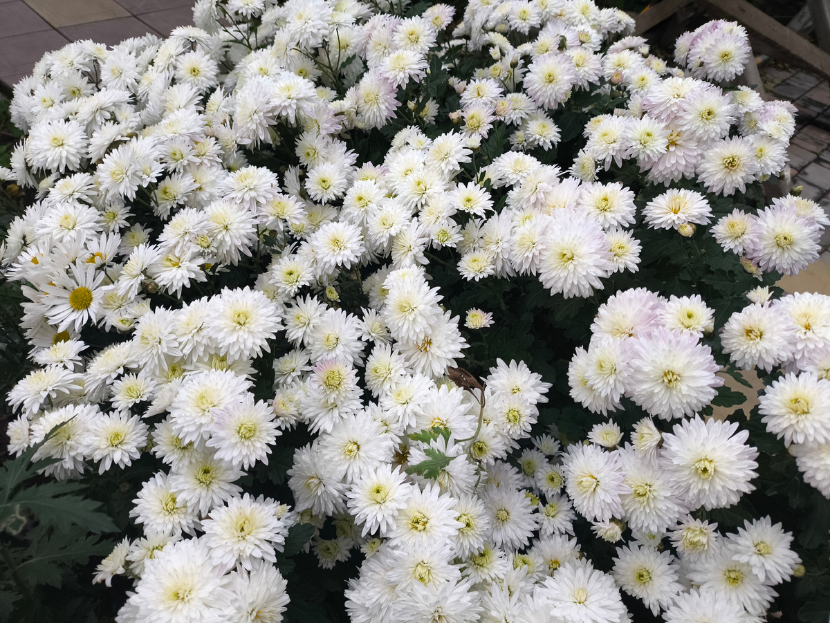 Тифлокомментарий. Куст белых мелких хризантем в нашем саду