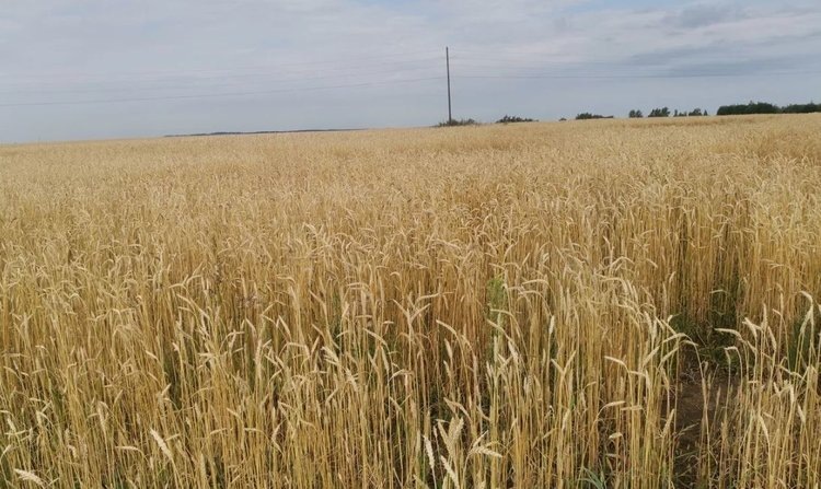    Сравнительную аналитику популярных пестицидов и агрохимикатов провел Россельхознадзор за третий квартал 2024 и 2023 годов