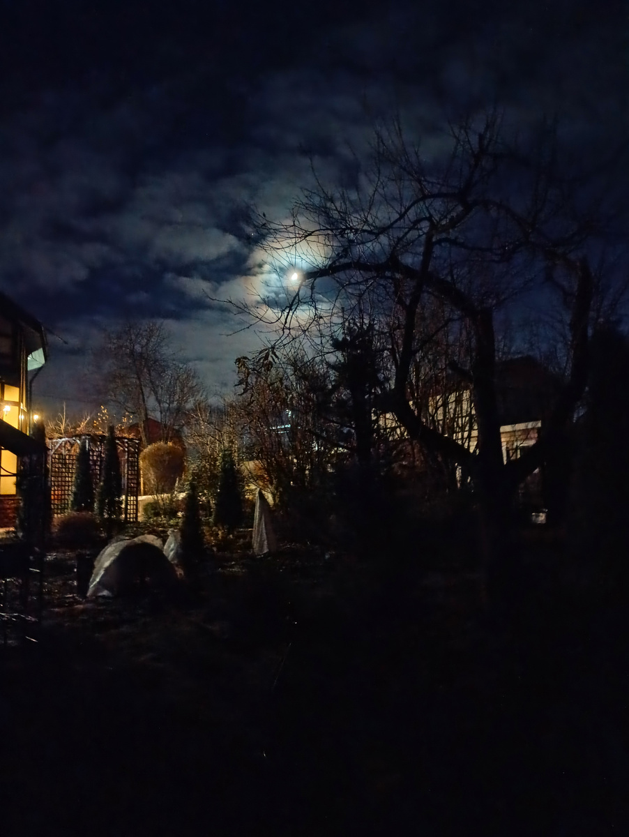 Ноябрь 2024 г в моем саду