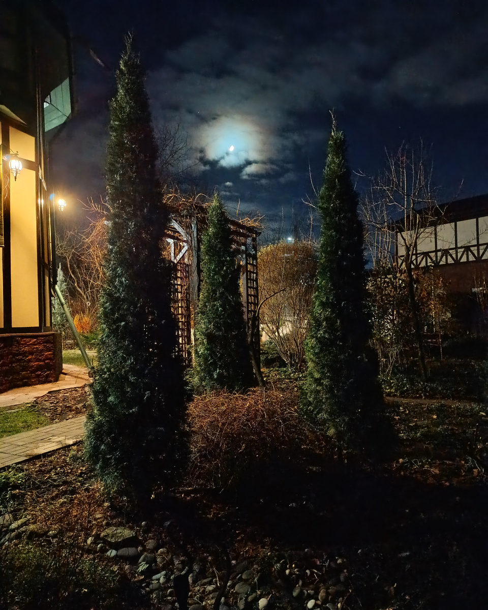 Ноябрь 2024 г в моем саду 