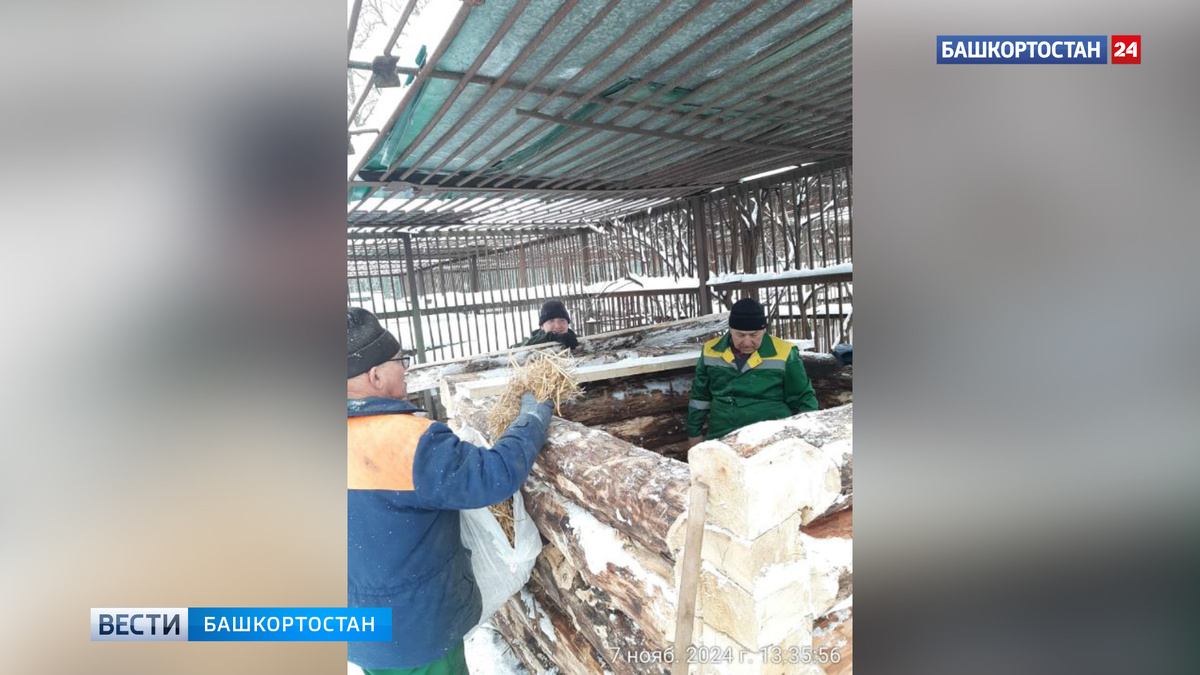    В Уфе мишкам в вольерном хозяйстве в парке Лесоводов начали строить новые берлоги