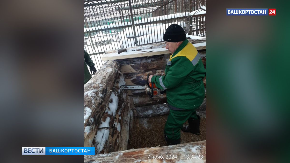    В Уфе мишкам в вольерном хозяйстве в парке Лесоводов начали строить новые берлоги